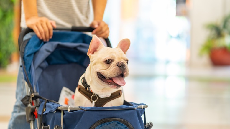 bulldog in pet stroller