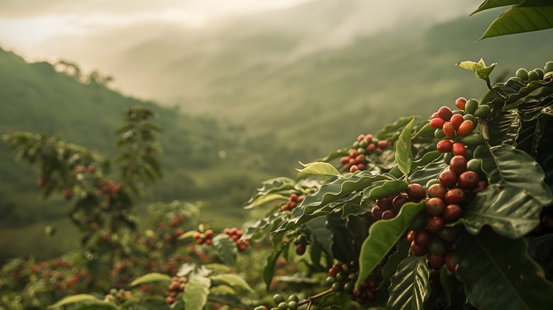 Coffee berries at plantation