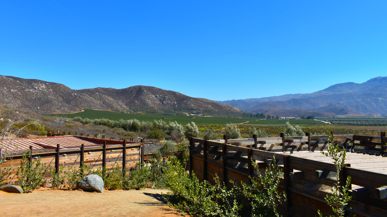 Valle De Guadalupe landscape