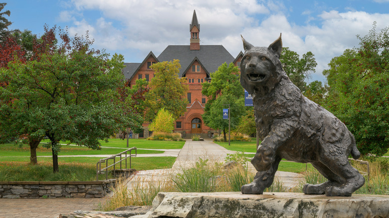 Bobcat statue on Montana State University campus in Bozeman, Montana