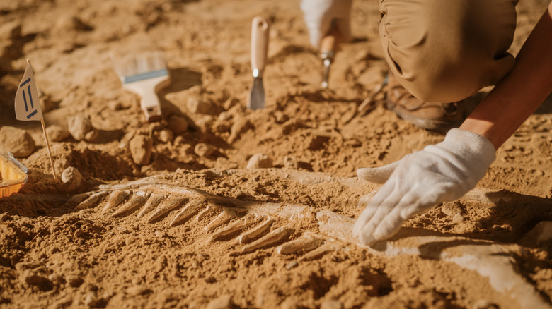 Digging for fossils at Montana Dinosaur Center