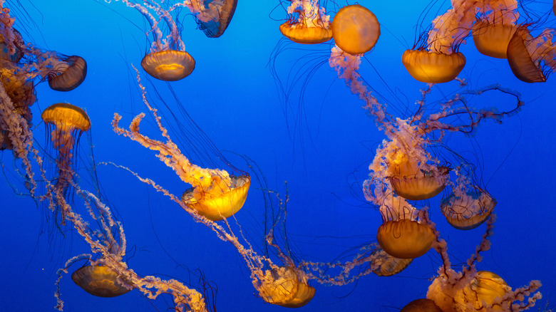 orange jellyfish aquarium