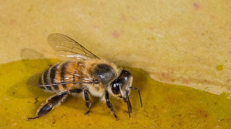 Africanized honey bees