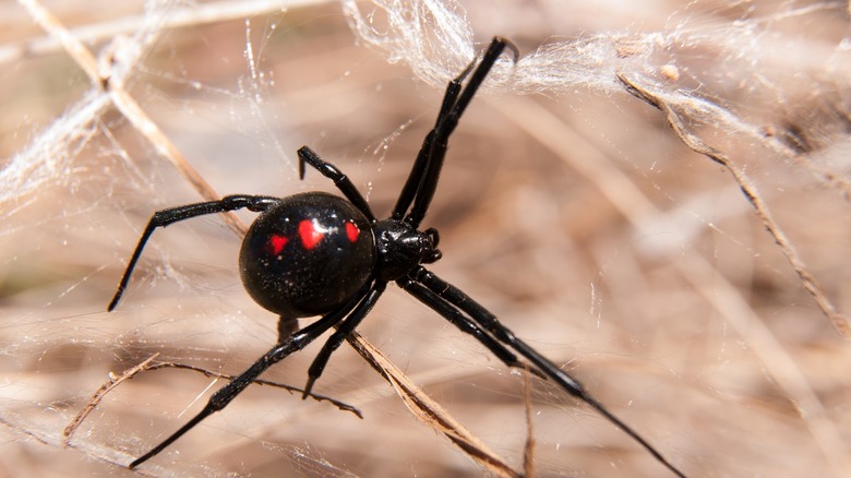 Black widow spiders