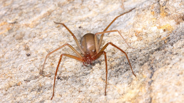 Brown recluse spiders