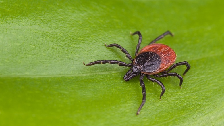 Deer ticks