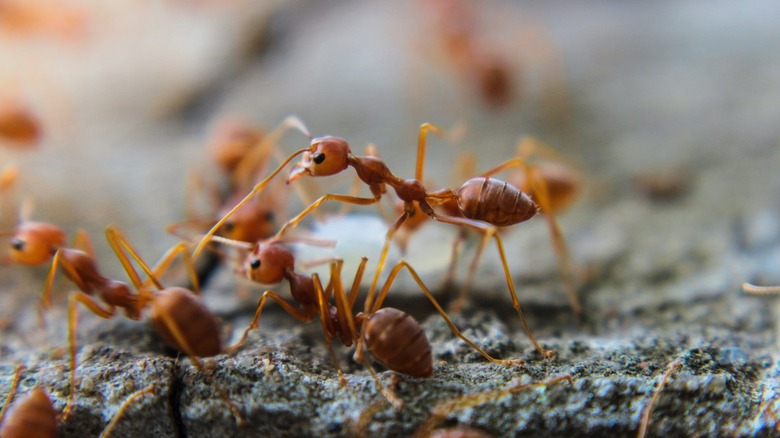 Fire ants