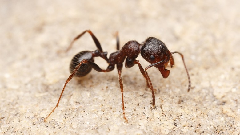 Harvester ants 