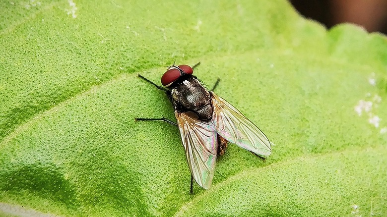 Houseflies 