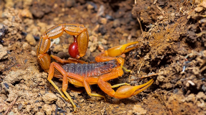 Indian red scorpions