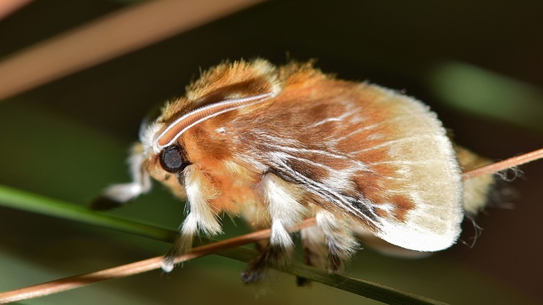 Southern flannel moths 