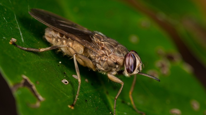 Tsetse flies