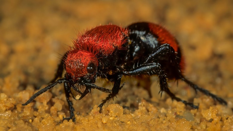 Velvet ants