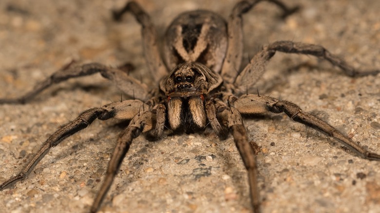 Wolf spiders 