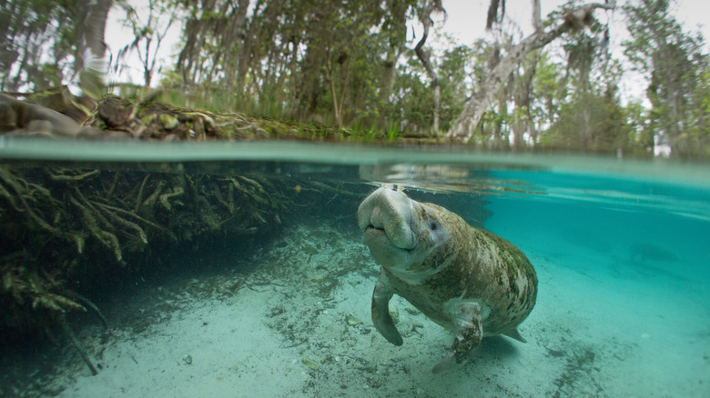 Manatee in Florida