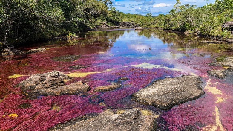 Caño Cristales River in Colombia