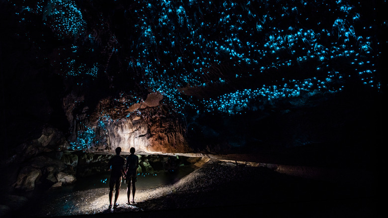 Glowworm Caves in New Zealand