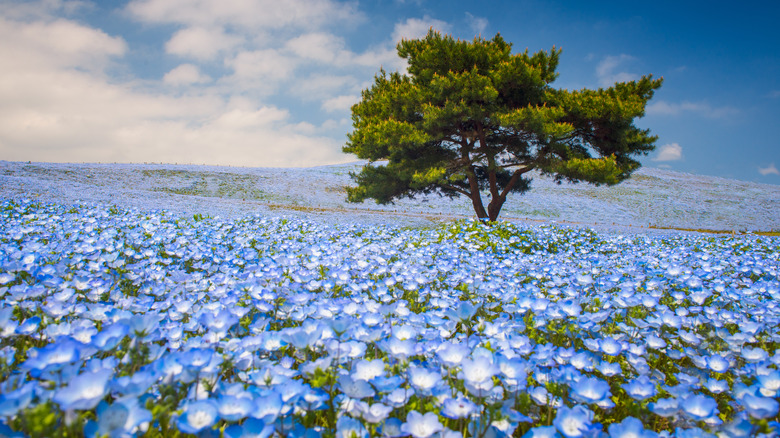 Hitachi Seaside Park in Japan