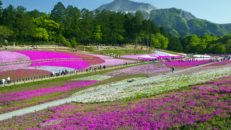 Hitsujiyama Park in Japan