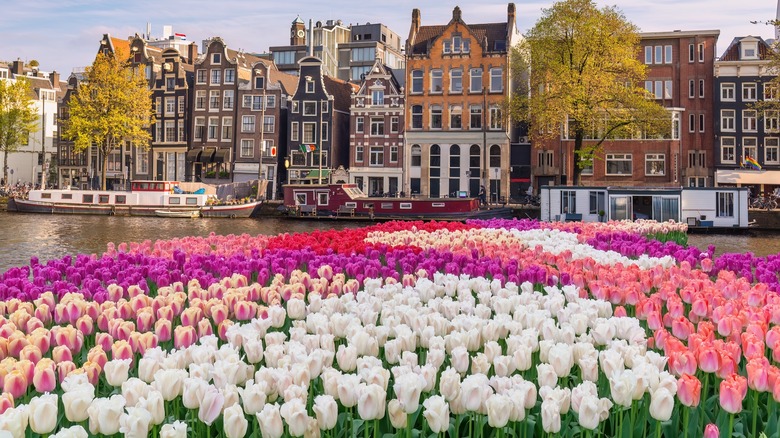 Tulip Fields in the Netherlands