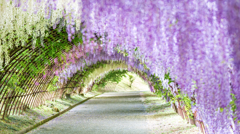 Kawachi Fuji Gardens in Japan