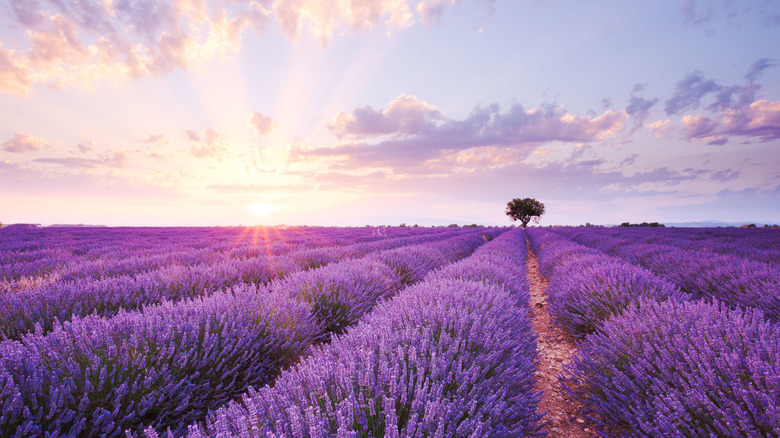 Lavender Fields in Provence, France