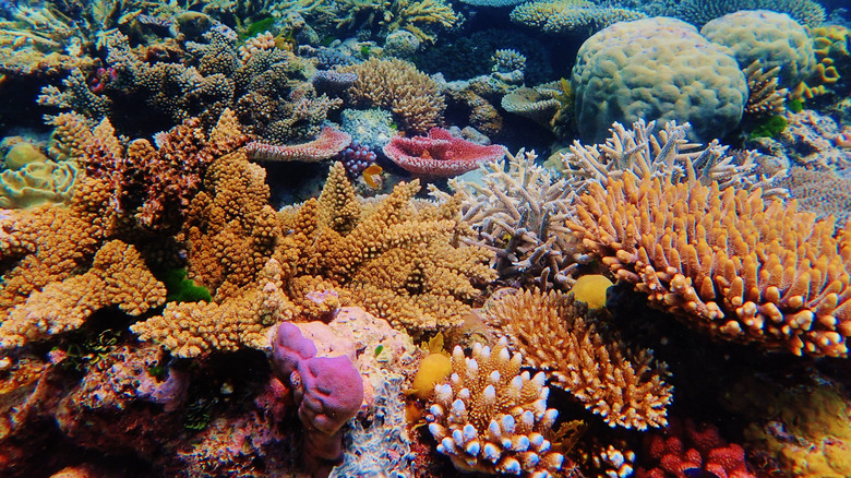 The Great Barrier Reef in Australia