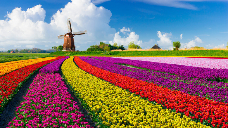 Tulip Fields in the Netherlands