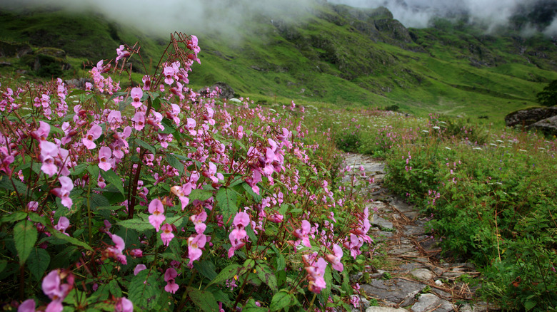 Valley of Flowers in India