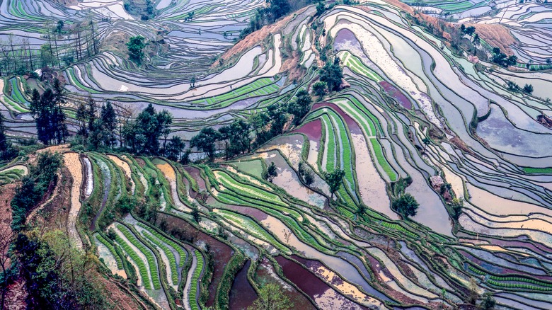 Yuanyang Rice Terraces in China