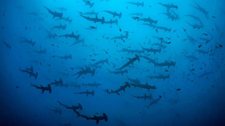 Hammerheads at Cocos Island