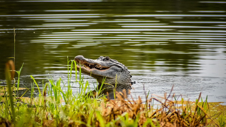 Alligator poking head up