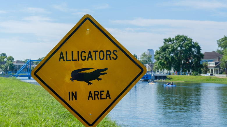 Alligator warning sign by river