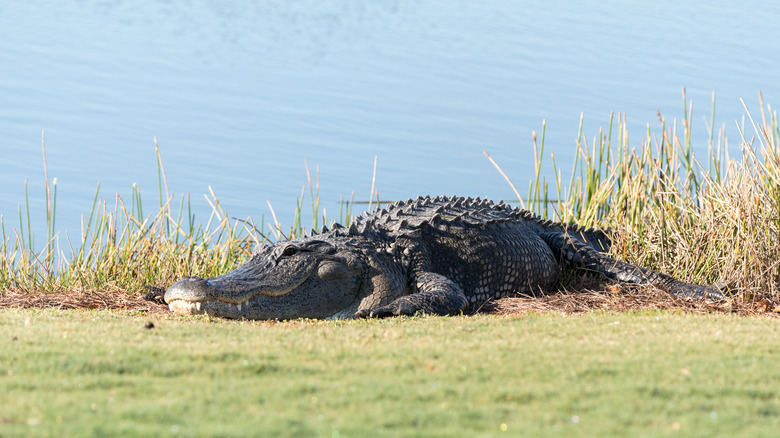 Alligator by golf course pond