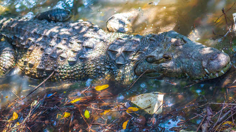 Alligator at edge of lagoon