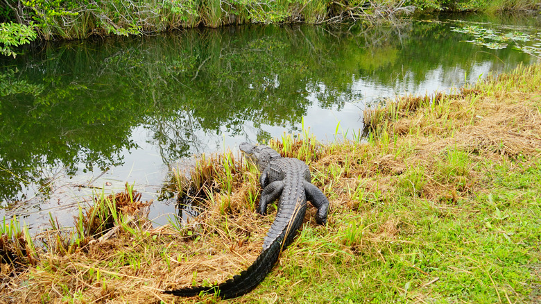 Crocodile on banks of canal