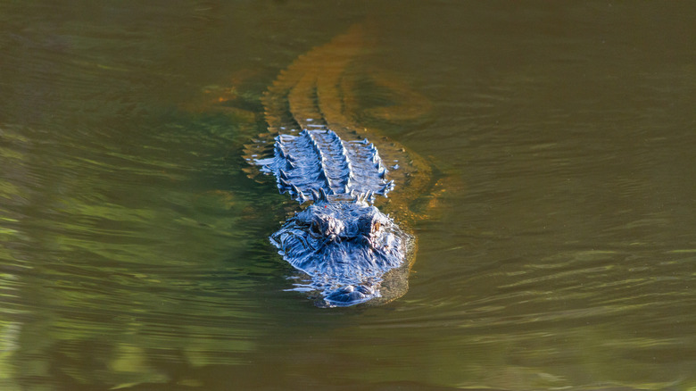 Large alligator swimming