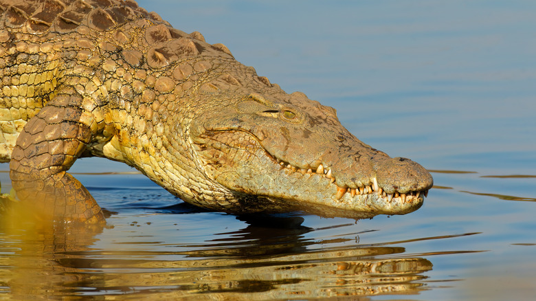 Nile crocodile entering water