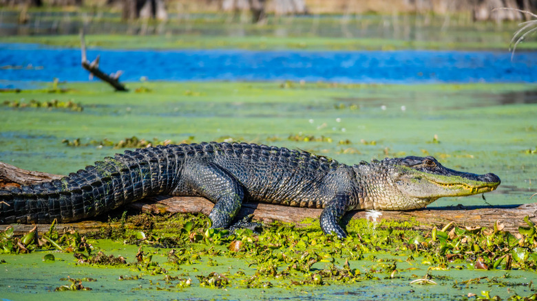 Alligator entering swamp