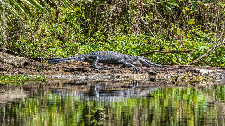 Alligator nesting on bank