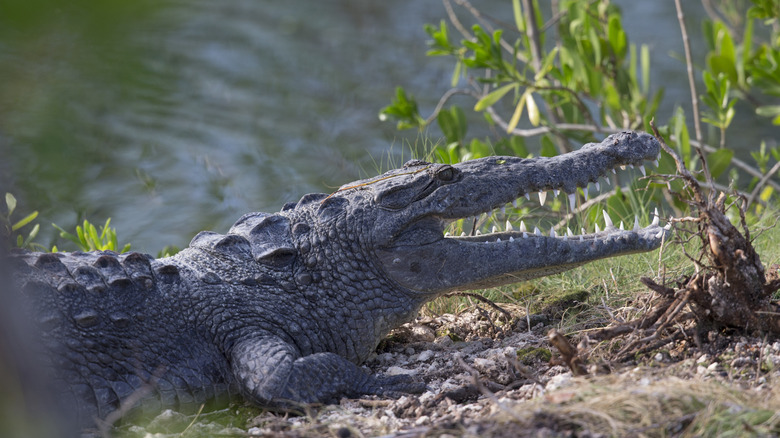 Crocodile basking in the sun