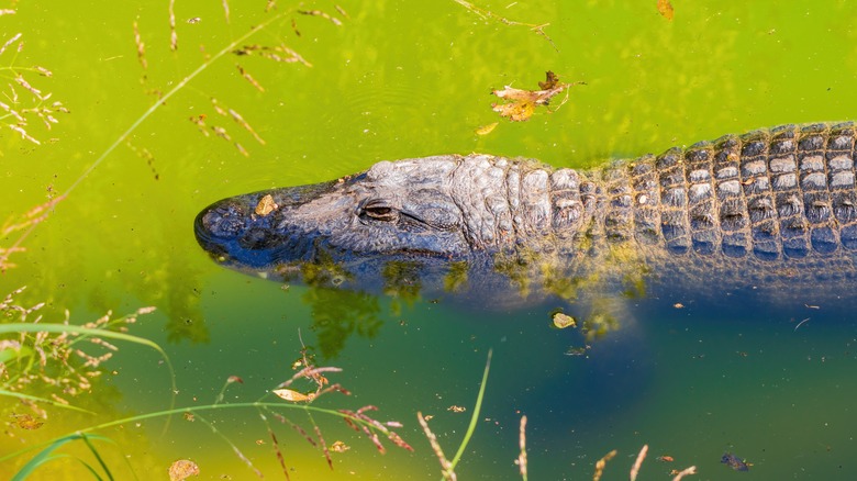 Alligator floating in water