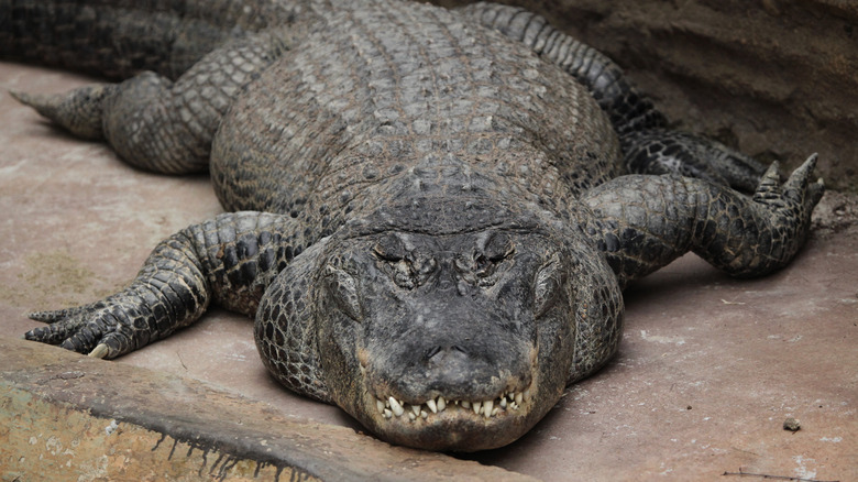 Giant alligator on bank