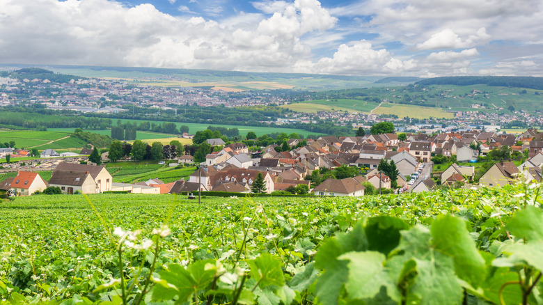 Vineyard in Reims