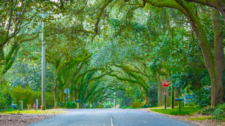 Trees arching in Magnolia Springs