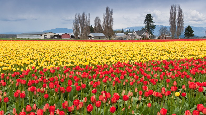 A Skagit Valley tulip field