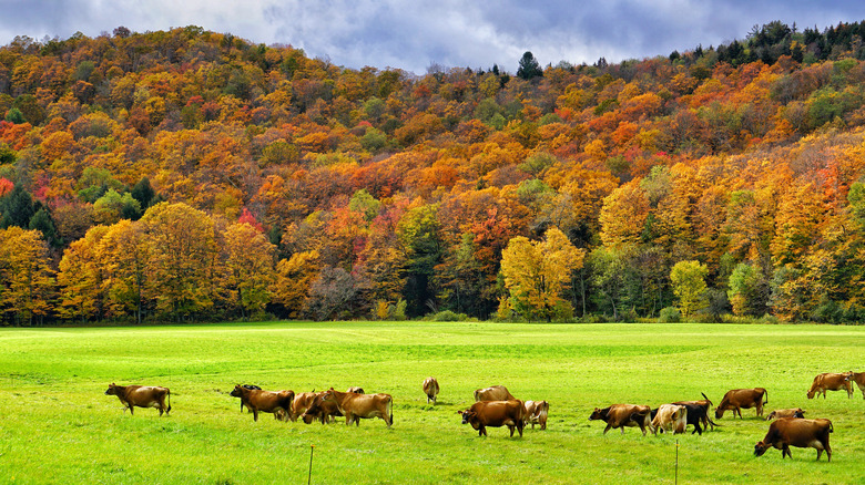Vermont farmland