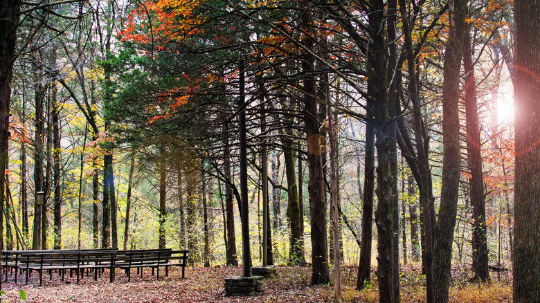 Benches beneath autumn hardwoods