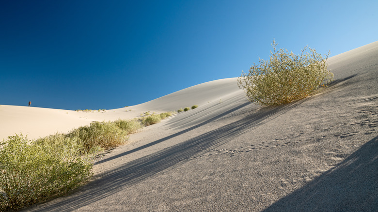 Dune grass in Death Valley