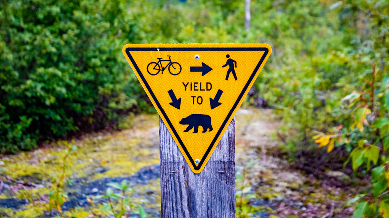 Funny yield to bears trail sign